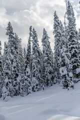 Obraz premium Forest near Lake Louise in Banff Park