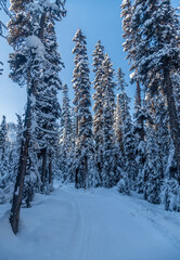 Winter forest in Banff Park