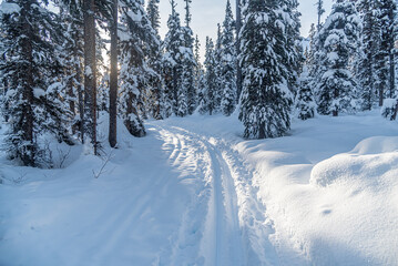 Fototapeta premium Winter forest in Banff Park