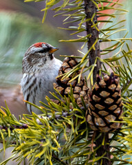 Red poll Photo and Image. Close-up profile view, perched on a pine branch with  pine cones and blur background in its environment and habitat surrounding.