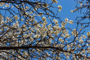 flowers on blue sky background