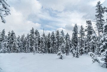 Forest near Lake Louise in Banff Park