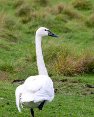 Swan Tundra Stock Photo and Image. Close-up profile view with blur foliage background in its environment and habitat surrounding. Tundra Swan Picture. Portrait.