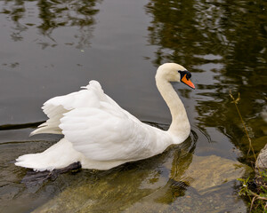 Obraz premium Swan Mute Stock Photo and Image. Swan Mute bird swimming with spread white wings with water background in its environment and habitat surrounding. Portrait. Picture.