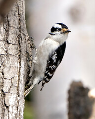 Woodpecker Photo and Image. Male on a tree trunk with a blur background in its environment and habitat surrounding displaying white and black feather plumage wings.