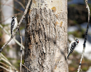Woodpecker Photo and Image. Couple on a tree trunk with a blur background in their environment and habitat surrounding displaying white and black feather plumage wings.