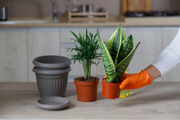 Woman replanting flowers in a new grey pots, the houseplant transplant at home