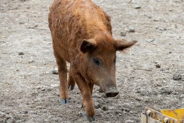 Fototapeta premium Wollschwein Mangalica mit gekräuseltem, lockigen Fell