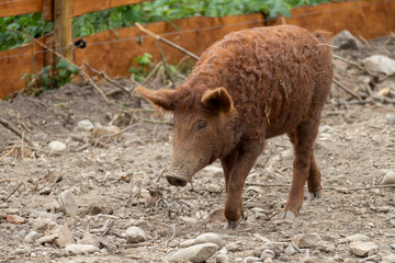 Fototapeta premium Wollschwein Mangalica mit gekräuseltem, lockigen Fell