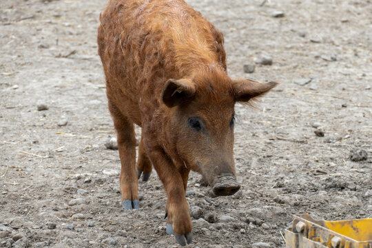 Wollschwein Mangalica mit gekr&auml;useltem, lockigen Fell
