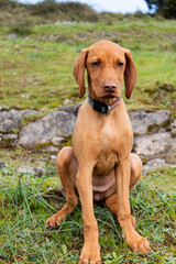 small hungarian braque puppy sitting