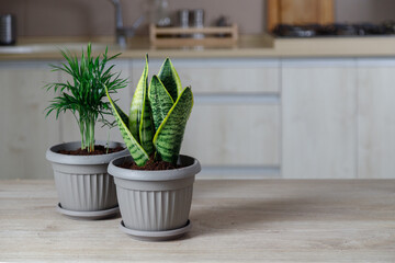 Woman replanting flowers in a new grey pots, the houseplant transplant at home