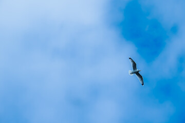 Lonely seagull flying in the blue cloudy sky