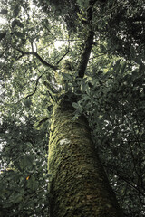 Fototapeta premium tree in the forest