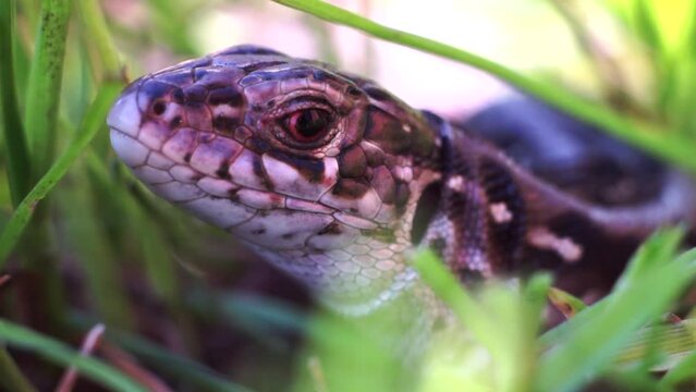 lizard in the grass, close up shot. A quick lizard, or a nimble lizard, Lacerta agilis