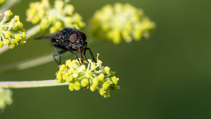 Clever Little Fly Resting on the Edge of the Delicate Yellow Flower