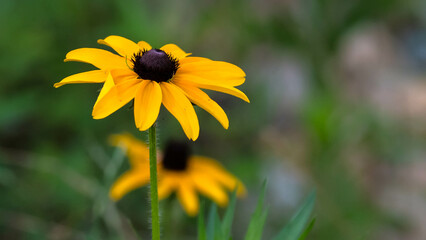 Delicate Black-eyed Susan Appearing in Late Summer