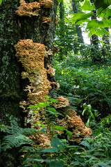 Fototapeta premium Chicken of the Woods Mushroom Growing on a Tree in the Green Forest