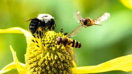 Bee Gathering Pollen from an Accommodating Flower