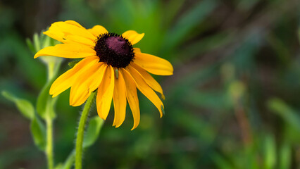 Delicate Black-eyed Susan Appearing in Late Summer