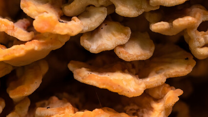 Nature Abstract: Chicken of the Woods Mushroom Growing on a Tree in the Forest