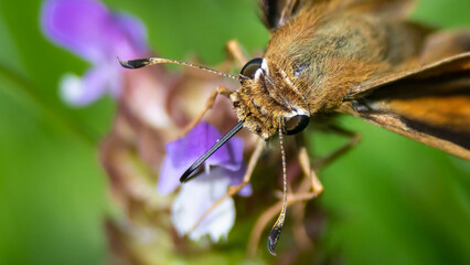 Painted Lady Butterfly Sipping Nectar from the Accommodating Flower