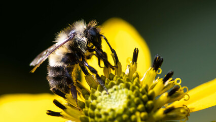 Bee Gathering Pollen from an Accommodating Flower