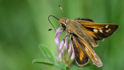 Painted Lady Butterfly Sipping Nectar from the Accommodating Flower
