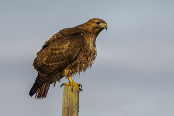 Perching Red-tailed Hawk (Buteo jamaicensis)