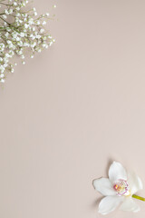 Orchid flower and gypsophila on beige background, vertical photo with copy space.