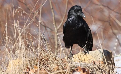 A raven standing on a rock in northern Westchester County, New York