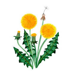 Obraz premium dandelion flower watercolor illustration isolated on white background hand drawn 