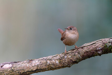 Wren Troglodytes troglodytes perching on a branch