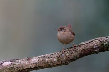 Wren Troglodytes troglodytes perching on a branch