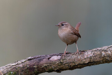 Wren Troglodytes troglodytes perching on a branch