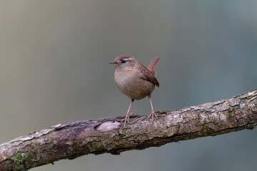 Wren Troglodytes troglodytes perching on a branch