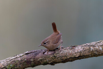 Wren Troglodytes troglodytes perching on a branch