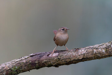 Wren Troglodytes troglodytes perching on a branch