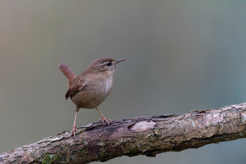 Wren Troglodytes troglodytes perching on a branch