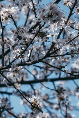 lyon flowers hanami cherry blossom sakura nature tree
arbre cerisier fleurs 