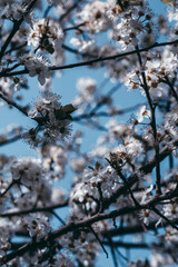 lyon flowers hanami cherry blossom sakura nature tree
arbre cerisier fleurs 