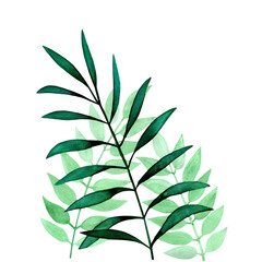 watercolor illustration of a set of green branches with leaves on a white background hand drawn
