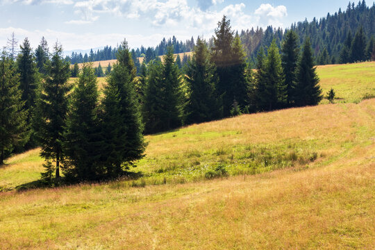 coniferous forest on the grassy hill. beautiful carpathian mountain landscape in summer. sunny weather with fluffy clouds on the sky