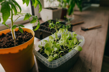 Tomato and salad sprouts in a flowerpot on the table