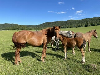 Obraz premium A small herd of red horses with small foals. The herd grazes freely. On the background of beautiful mountains and green forest.