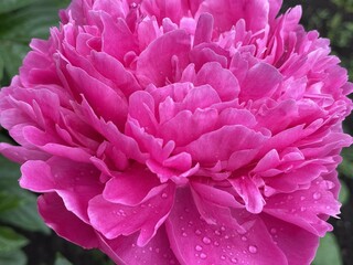 Close-up of a blooming flower. Pink peony petals close-up. Photos in macro mode.