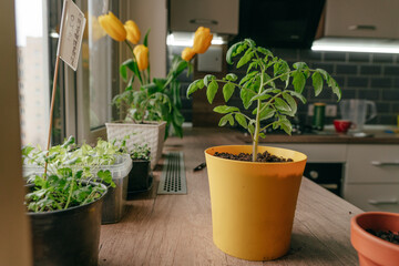 Tomato sprout in a flowerpot on the table
