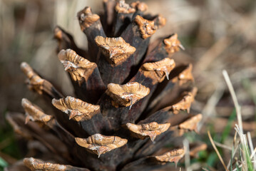 close up of a pine cone