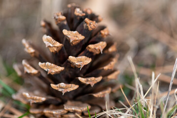 close up of pine cone