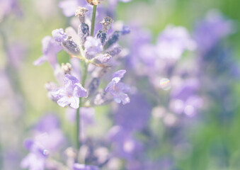 Fototapeta na wymiar Lavender macro flowers with water drops summer background.